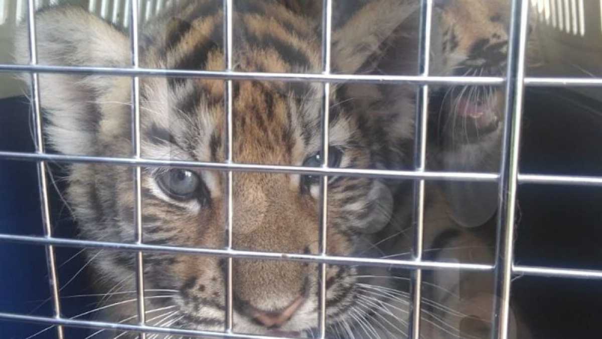Львят и тигрят незаконно пытались ввезти в Казахстан