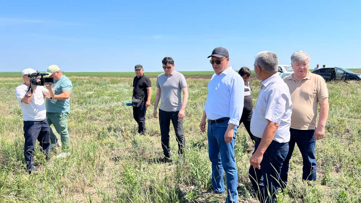 Правительство держит на контроле ситуацию с распространением саранчи в регионах Казахстана