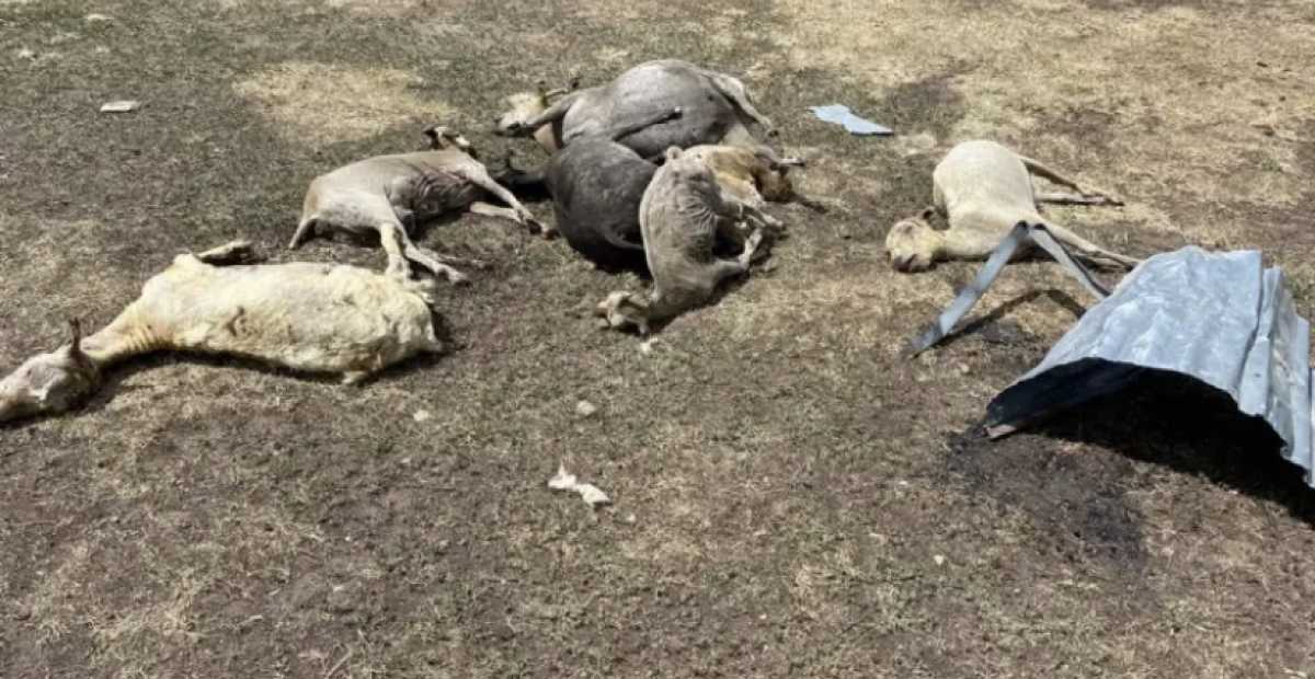 Десятки овец сгорели при пожаре в Павлодарской области