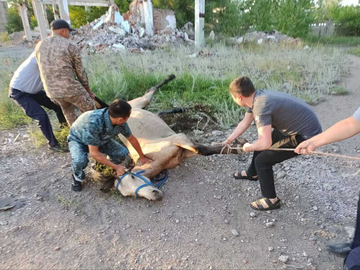 Упавшую в глубокий колодец лошадь спасли в Курчатове