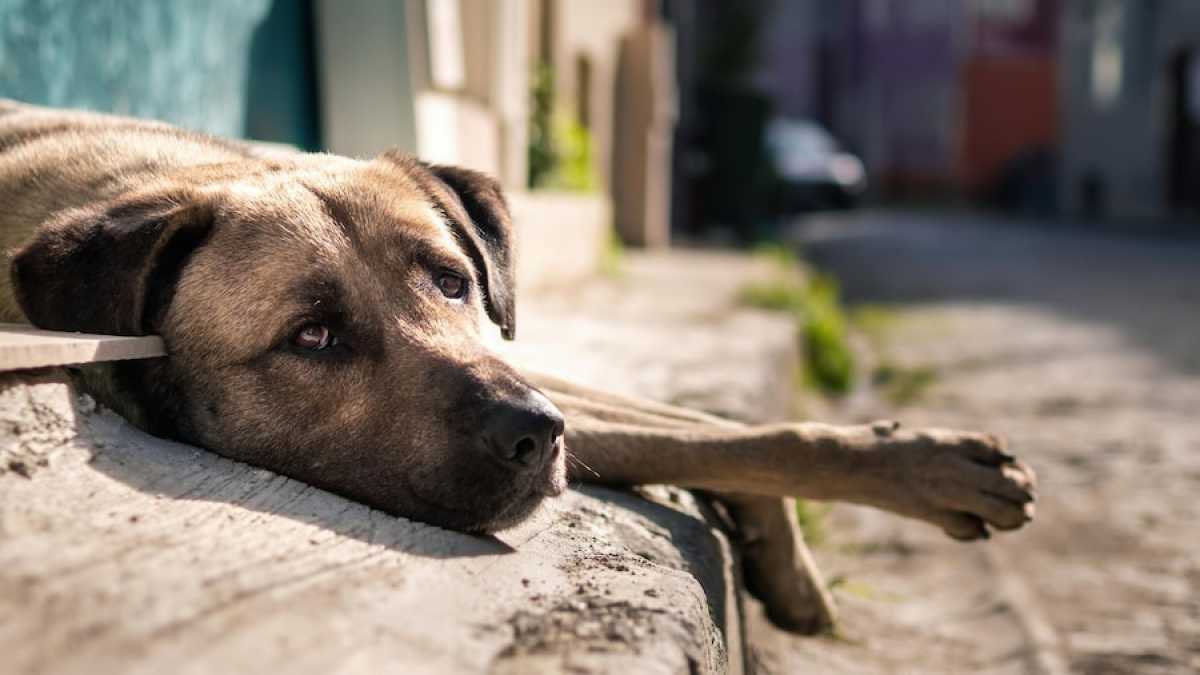 В Алматинской области произошло массовое отравление собак
