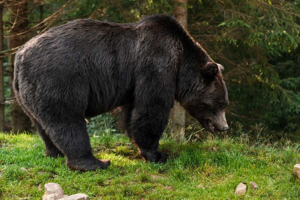 Мужчина лишился руки после нападения медведя в зоне отдыха в СКО