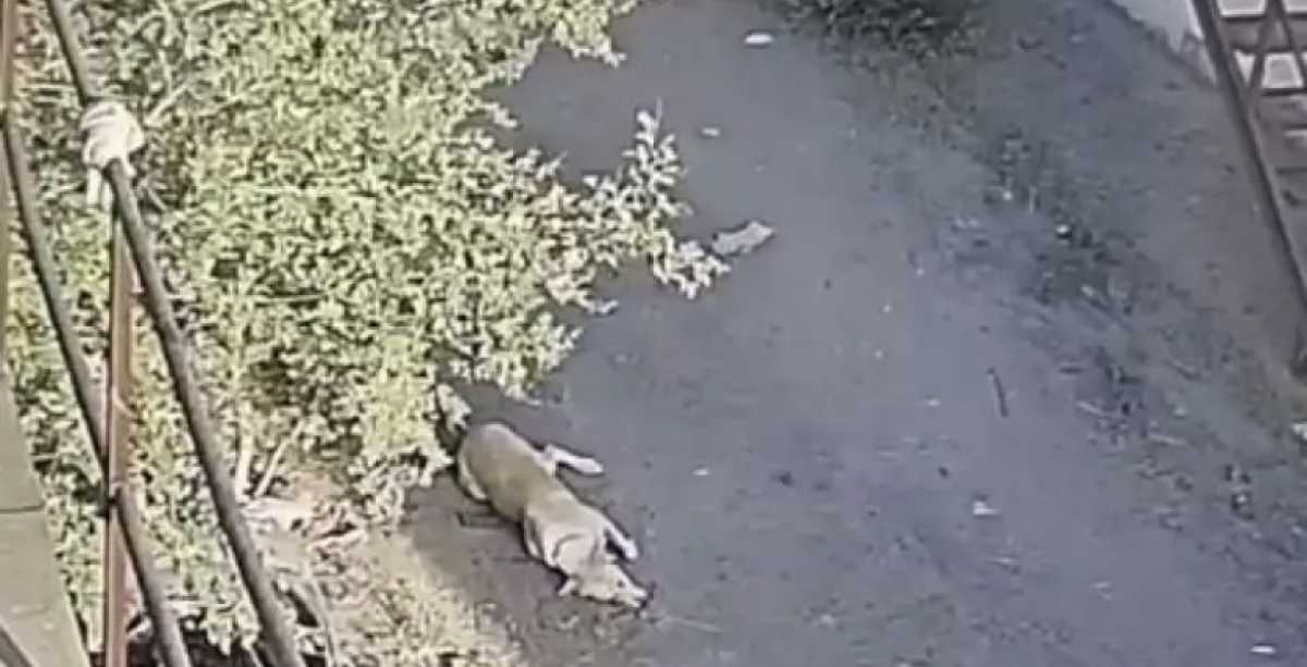 В Павлодаре жестоко убили двух собак породы тазы
