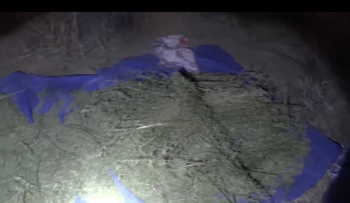 В Жамбылской области пастух заготовил 60 кг марихуаны