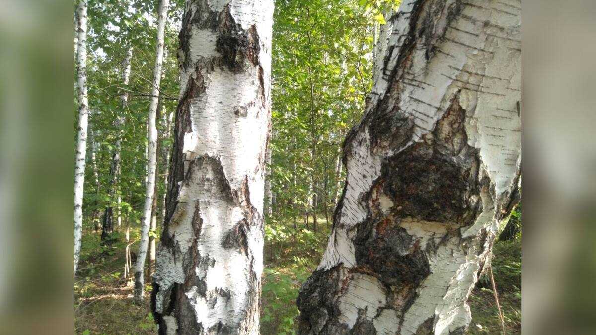 Человеческие останки нашли в лесу при сборе ягод в СКО