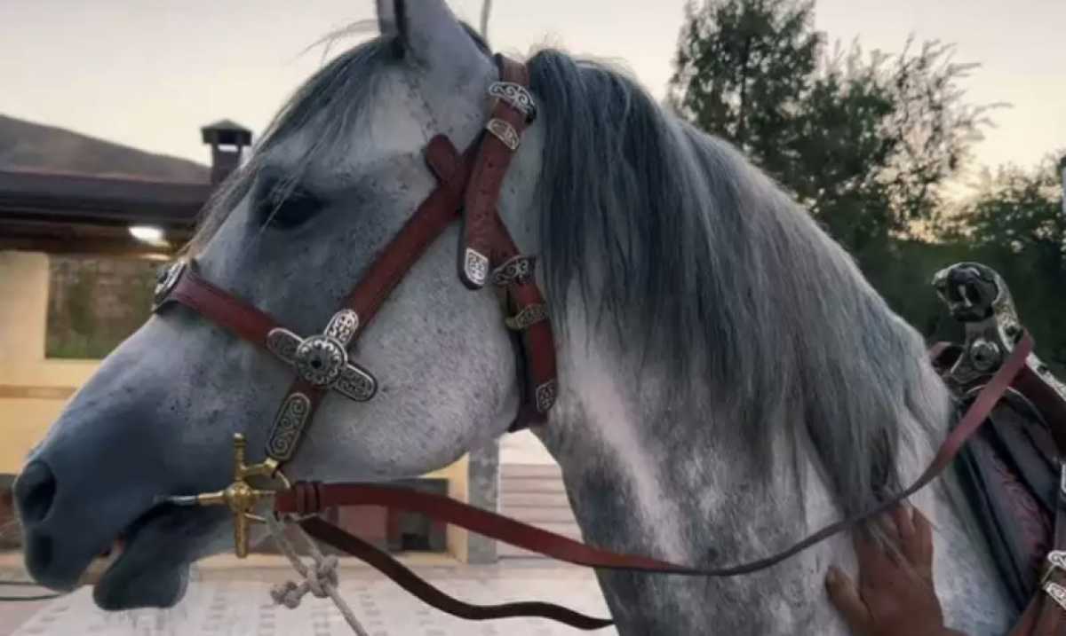 Президент Кыргызстана подарил скакуна казахскому акыну