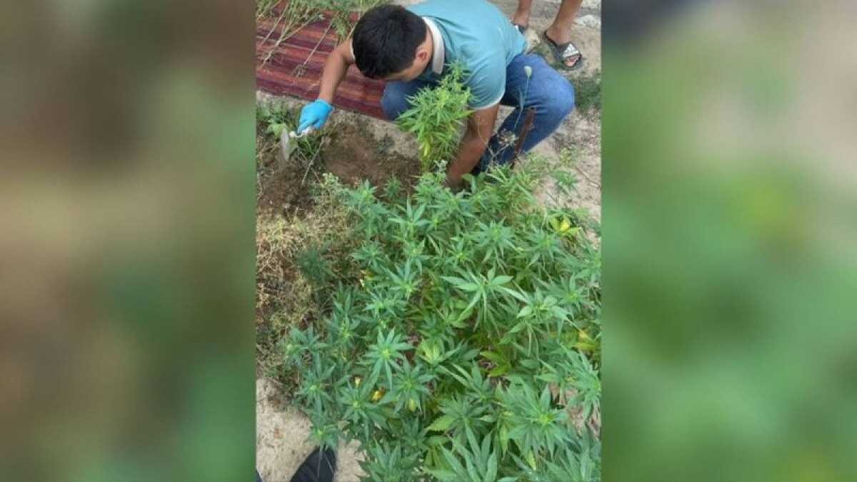 Пенсионера подозревают в незаконном выращивании марихуаны в Мангистауской области