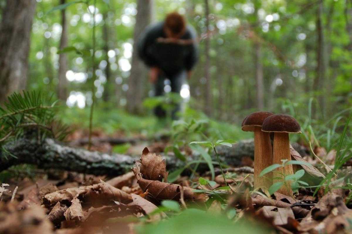 Как не потеряться в лесу, советы грибникам