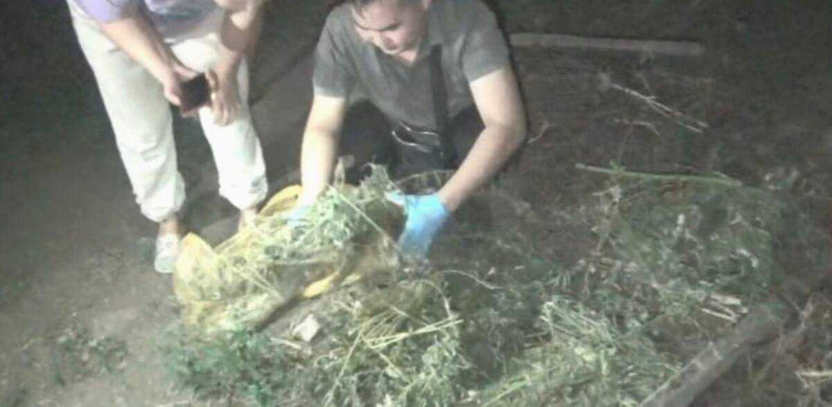 В Жетысуской области мужчина выращивал марихуану на приусадебном участке