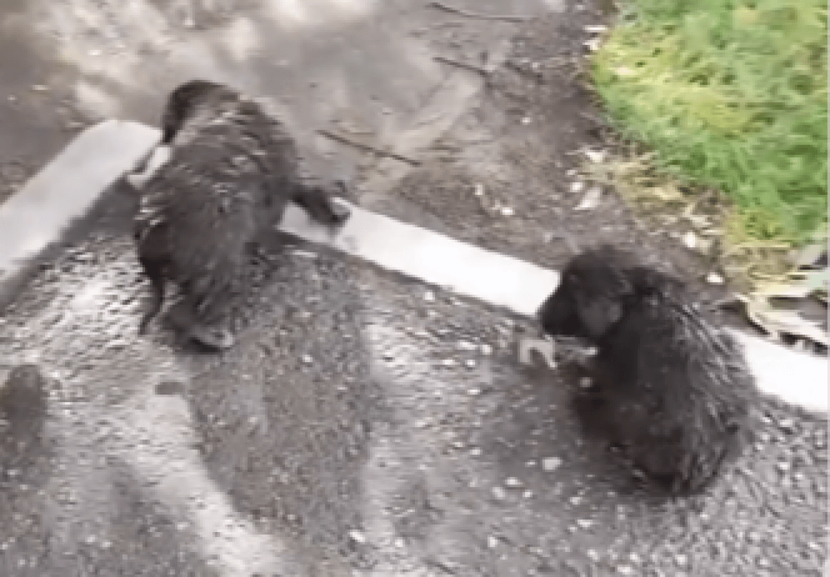 Двух щенят спасли из водяной ловушки в Кокшетау