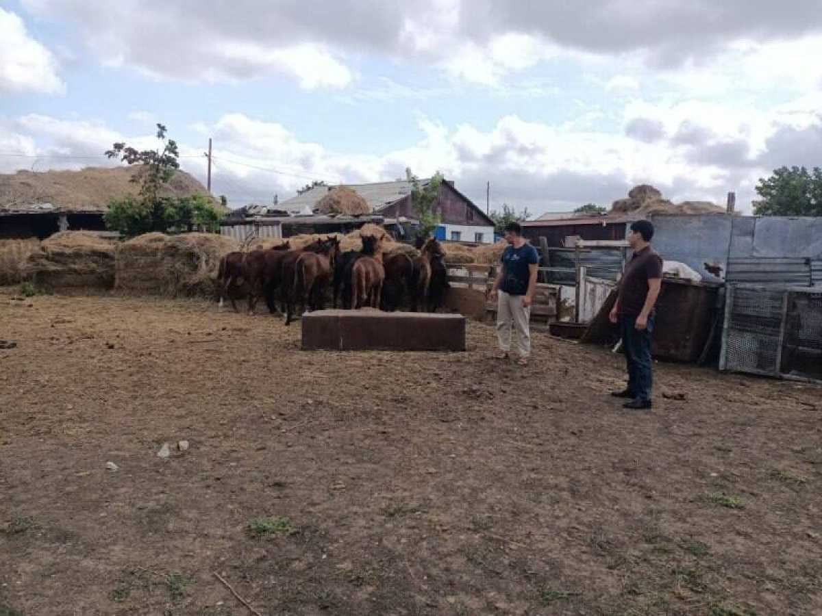 Группу скотокрадоа задержали в Костанайской области