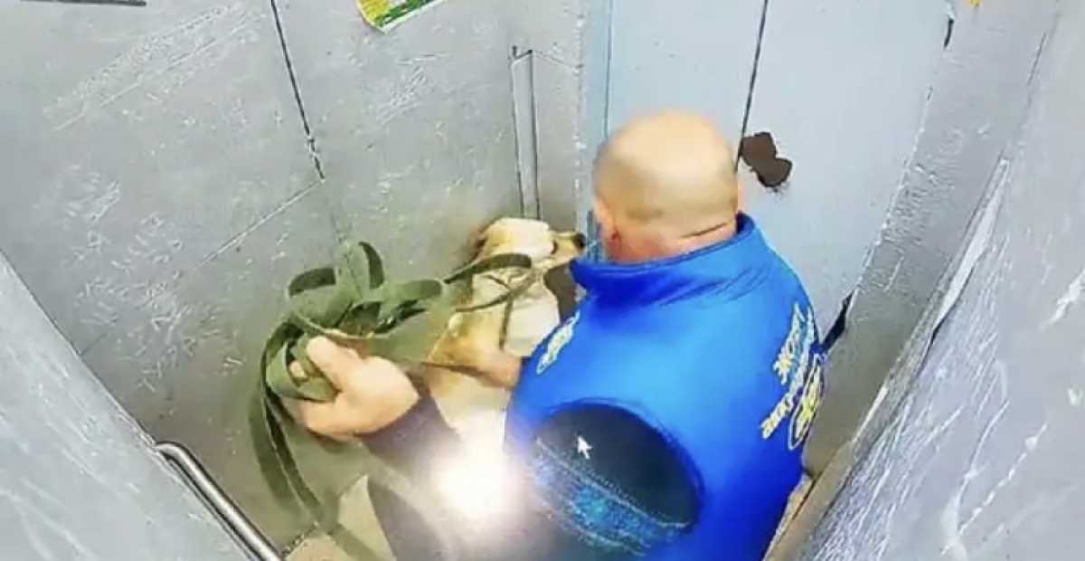 Мужчина жестоко избил собаку в лифте многоэтажки в Костанае