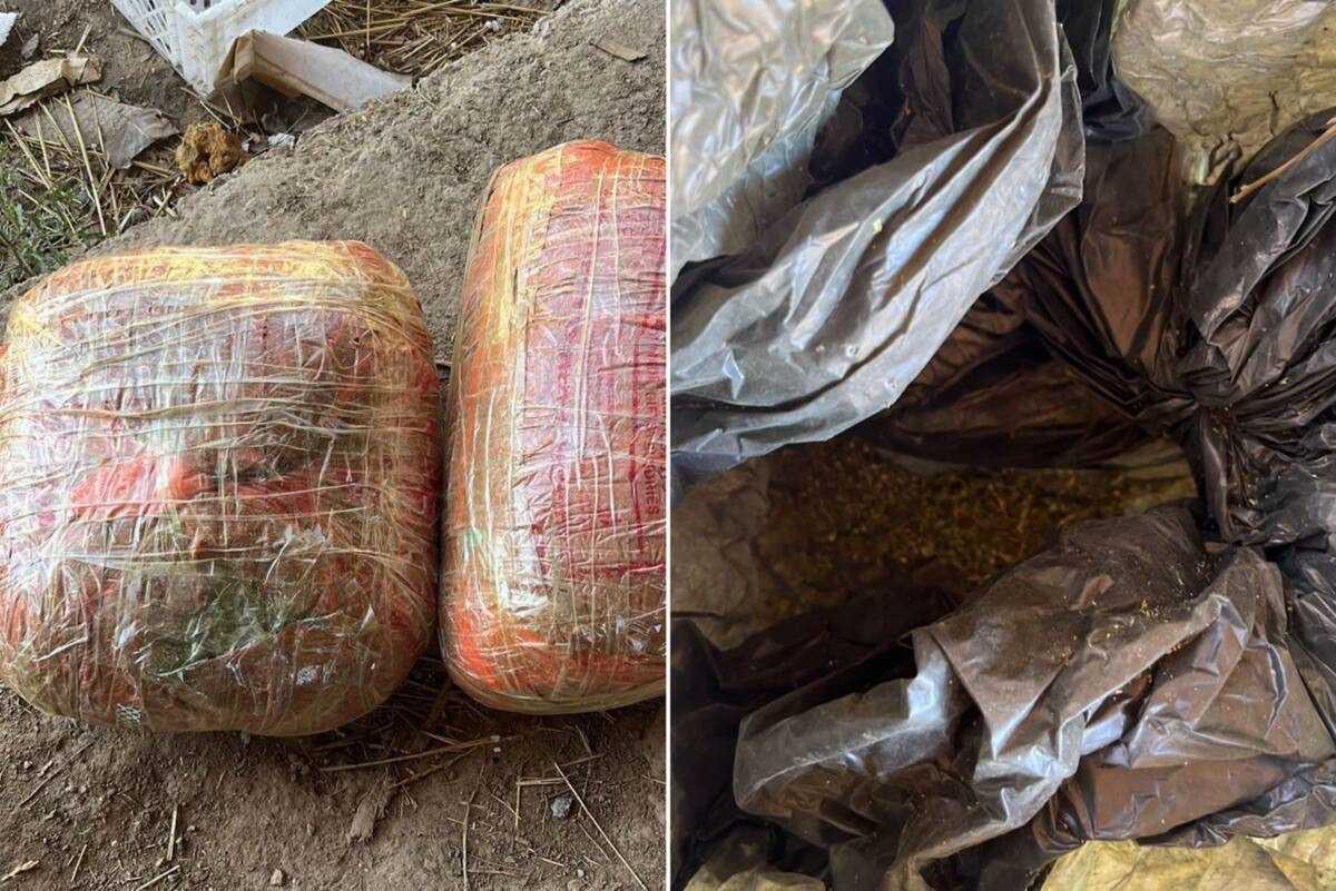 Житель Шымкента выращивал коноплю и хранил мешки с наркотиками в хлеве