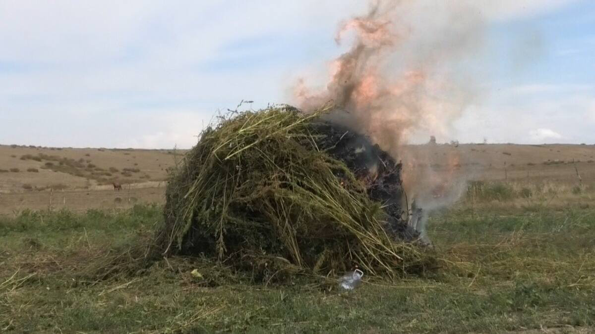 Плантацию дикорастущей конопли уничтожили в ВКО