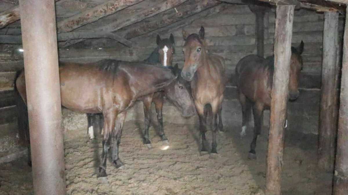 Лошадей на 43 млн тг украли в ВКО
