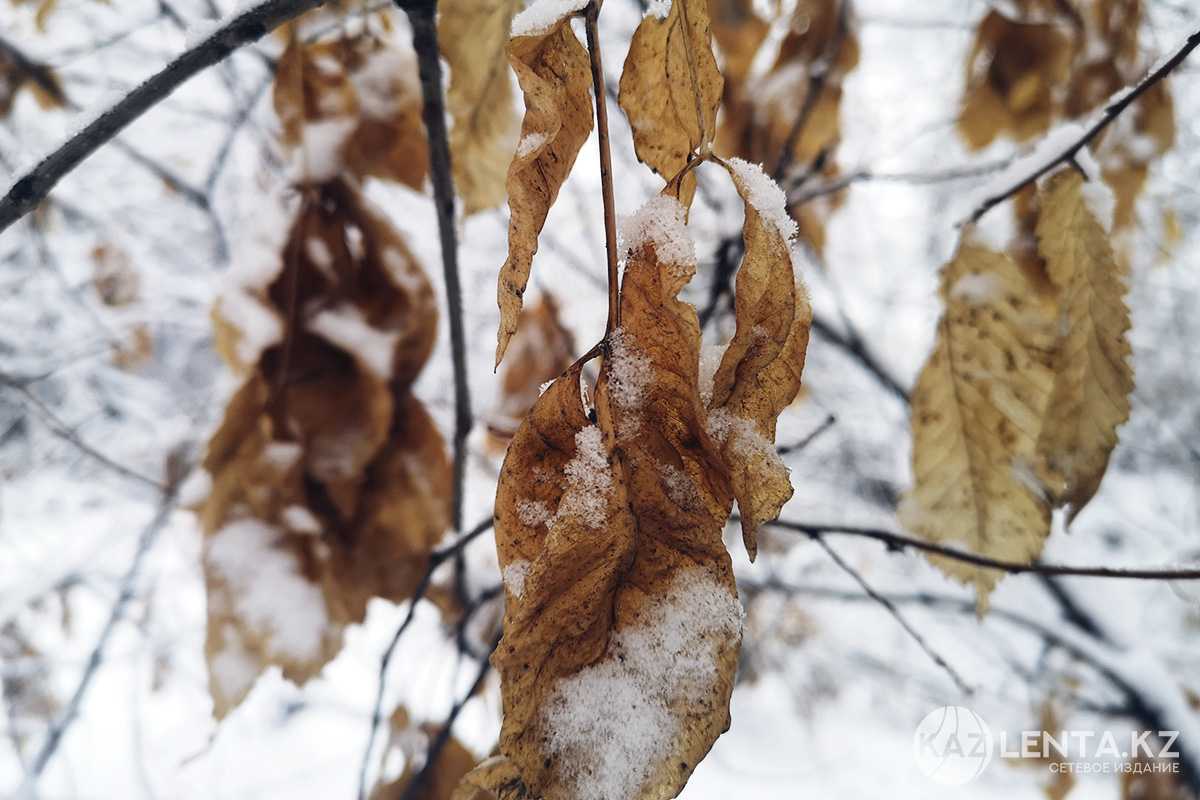 Мокрый снег и заморозки: в Астане и 13 областях Казахстана объявлено штормовое предупреждение