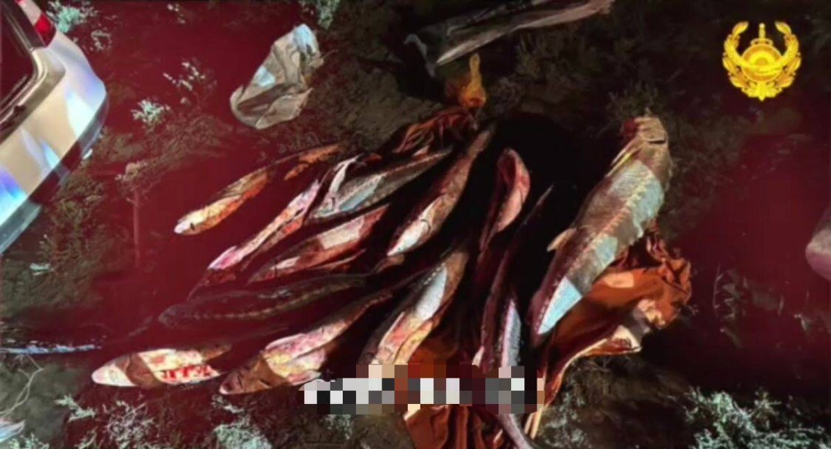 100 кг осетровой рыбы перевозил житель Атырауской области