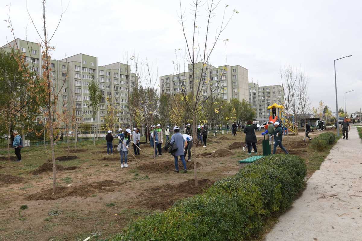 Посадка деревьев будет идти по науке: эксперты об озеленении Алматы