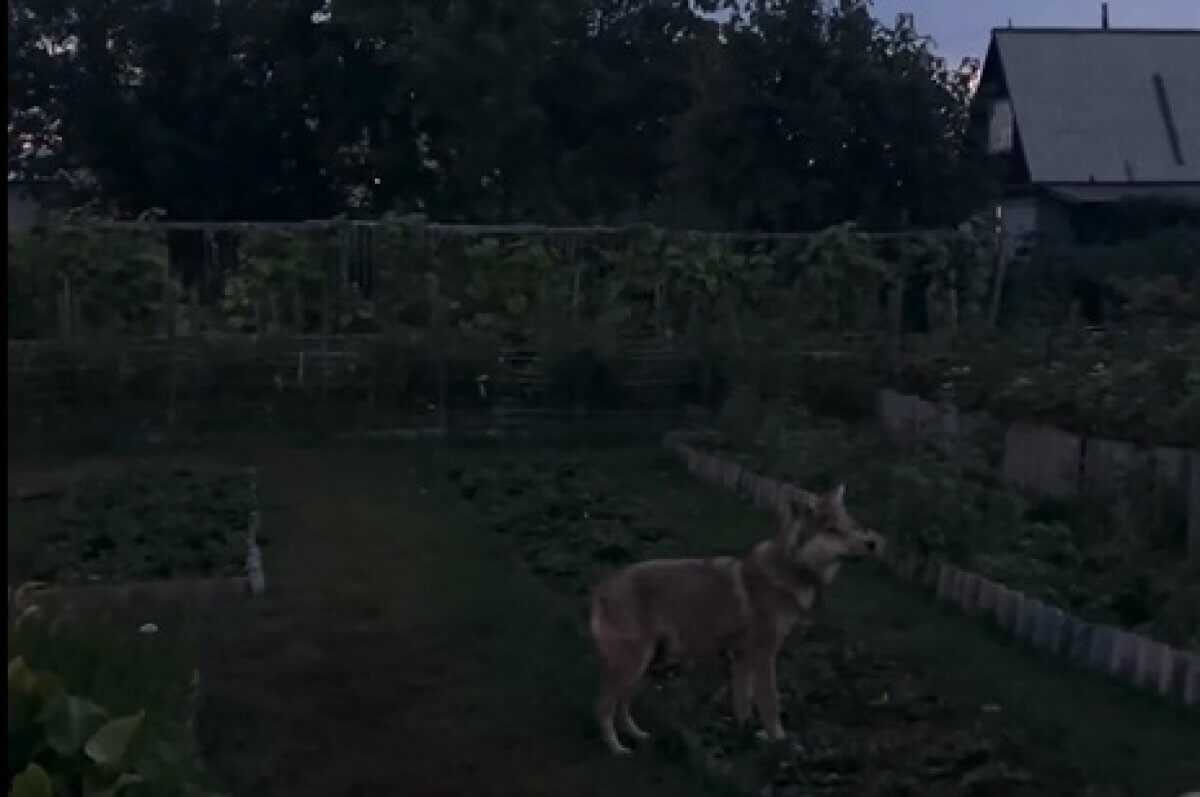 Волчонка во дворе своего дома держит житель Семея