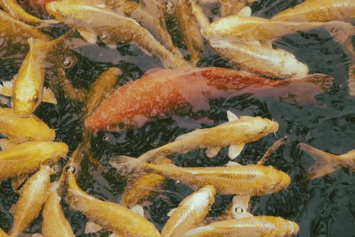 Массовая гибель рыбы произошла в ЗКО