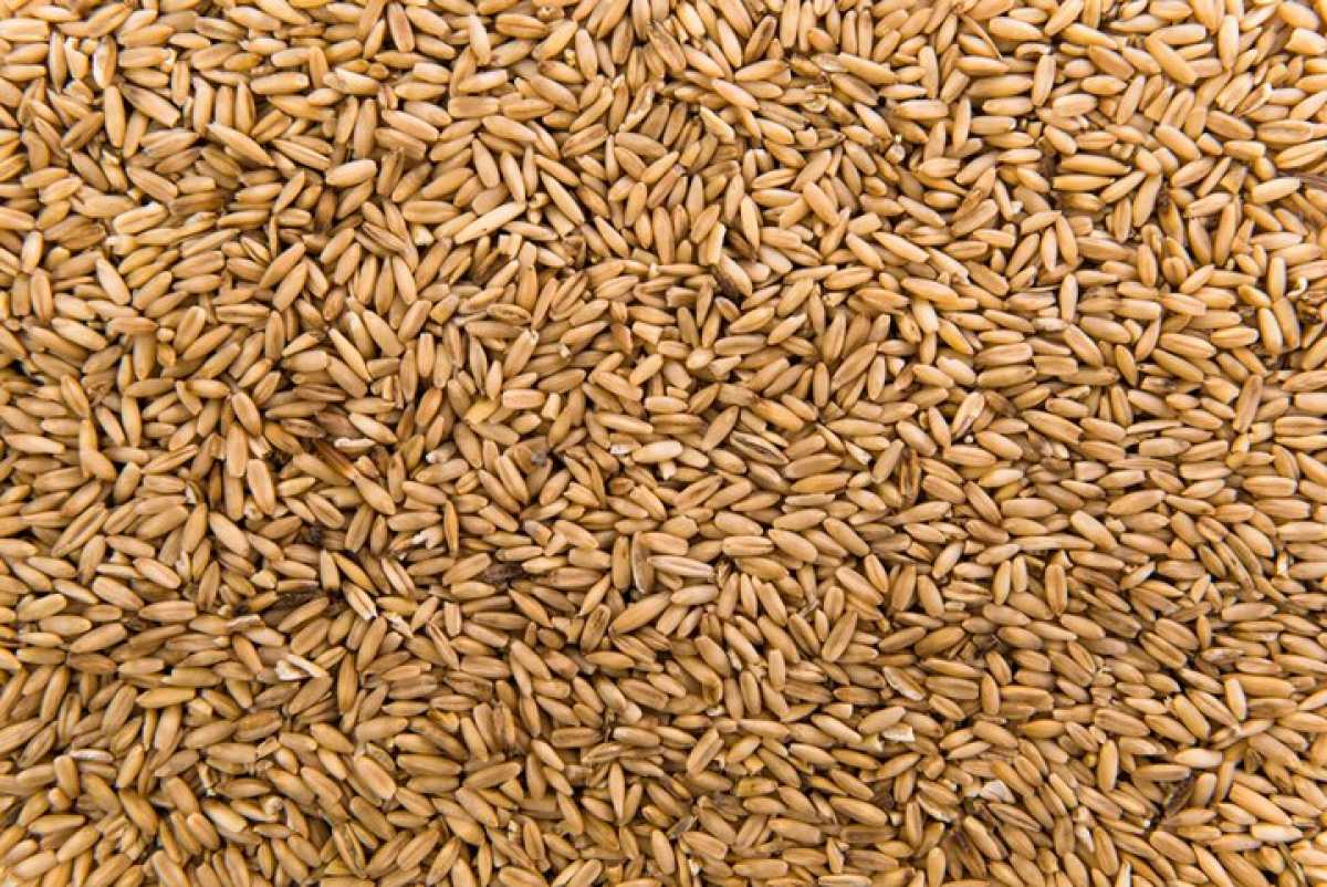 В Казахстане продлили запрет на ввоз пшеницы