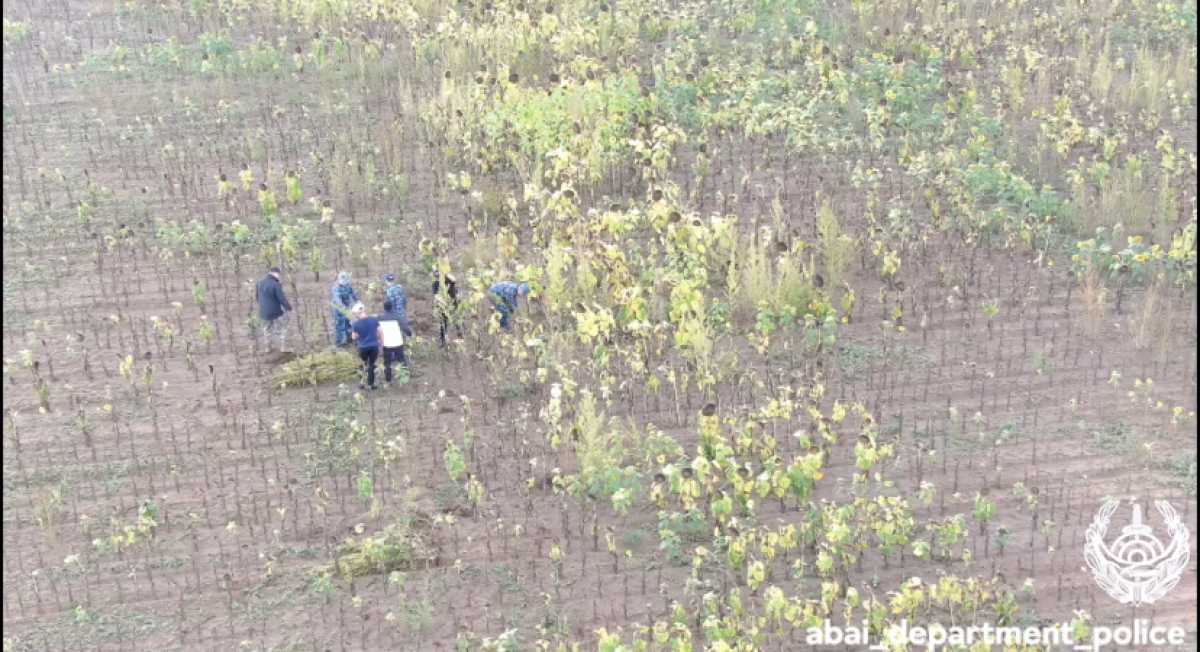 В Абайской области среди подсолнухов посадили кусты конопли