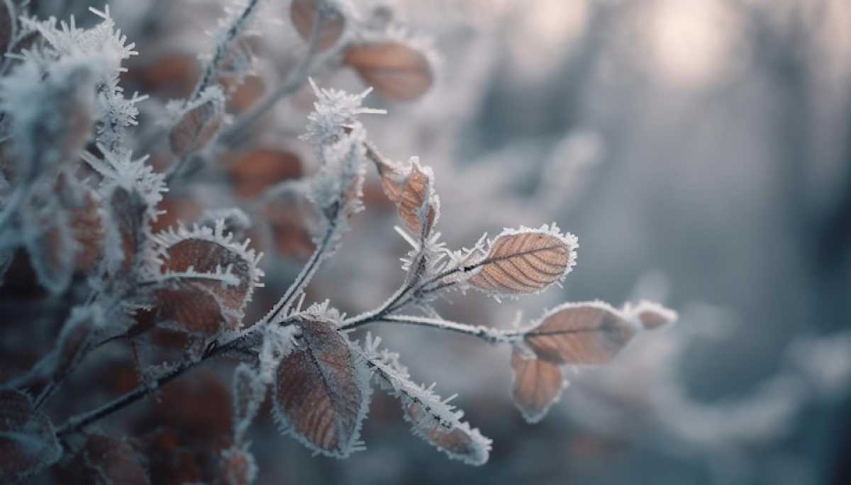 Заморозки до 5 градусов ожидаются в Казахстане