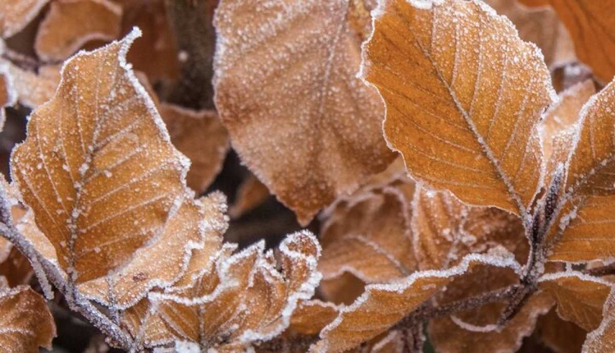 Заморозки до 3 градусов ожидаются в Казахстане