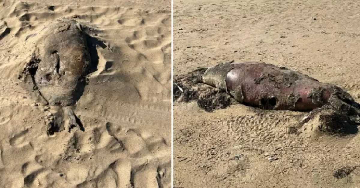 Мёртвых тюленей и осетров нашли на побережье Каспия