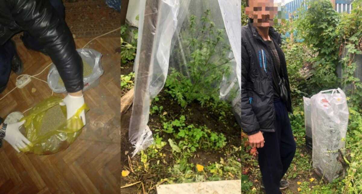 Житель Атырау выращивал наркотики на даче в Актобе