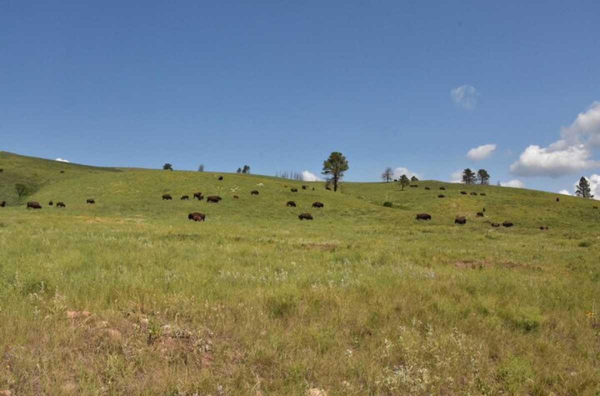 В СКО чиновники незаконно раздали более 50 тысяч гектаров земли