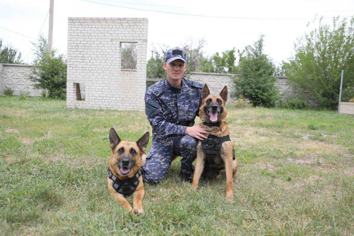 Острый нюх и зоркий взгляд: более 6 тонн наркотиков нашли полицейские собаки Казахстана