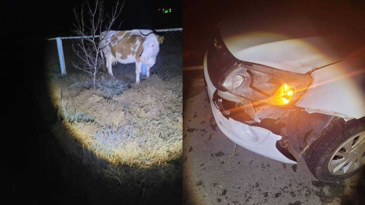 Корова стала причиной ДТП на трассе в Павлодарской области