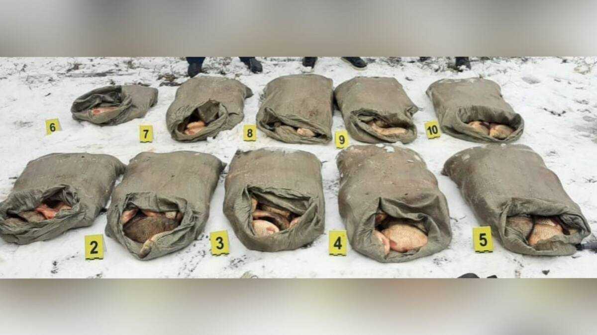 Более 270 кг рыбы незаконно перевозил в авто житель Экибастуза
