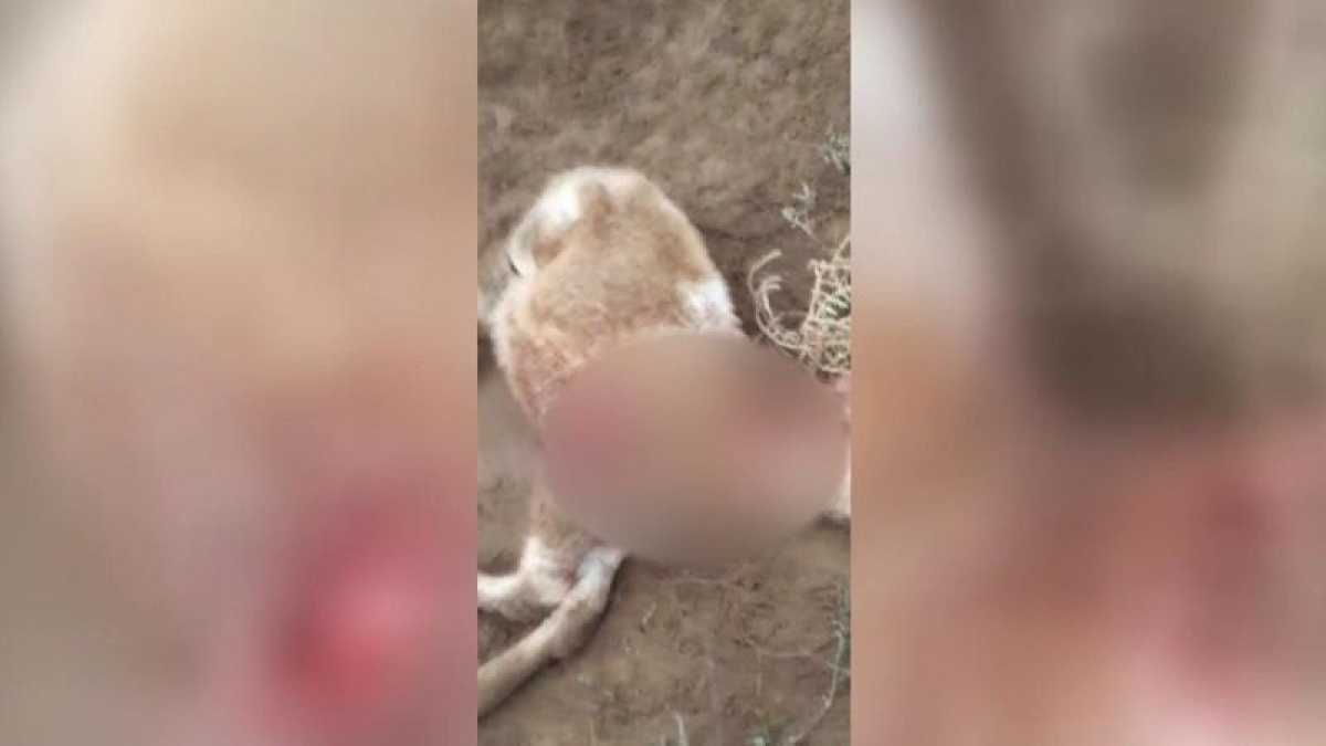 Бродячие собаки атакуют скот в ЗКО