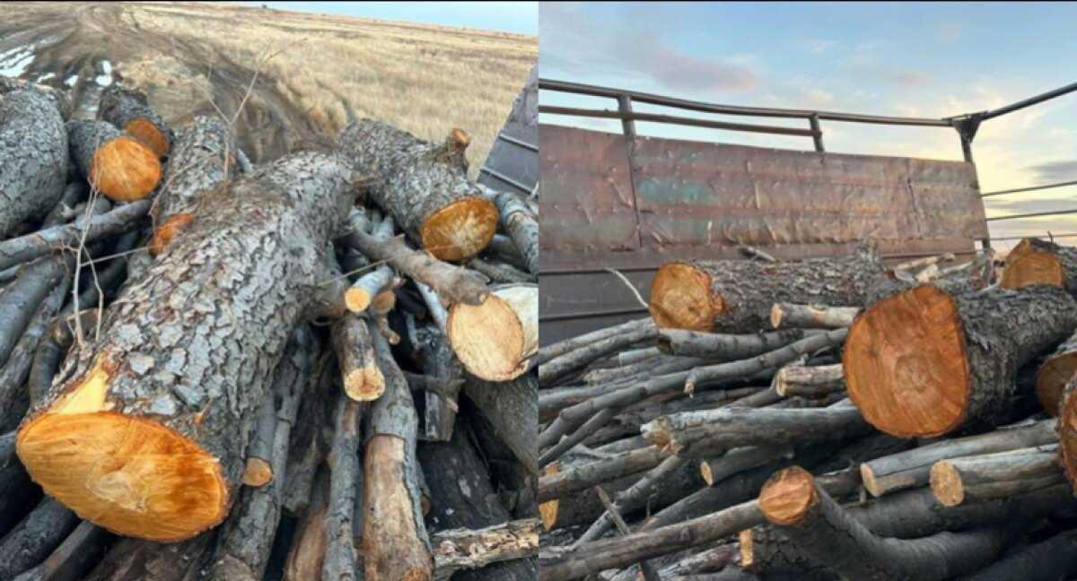 Краснокнижные деревья вырубили в Актюбинской области
