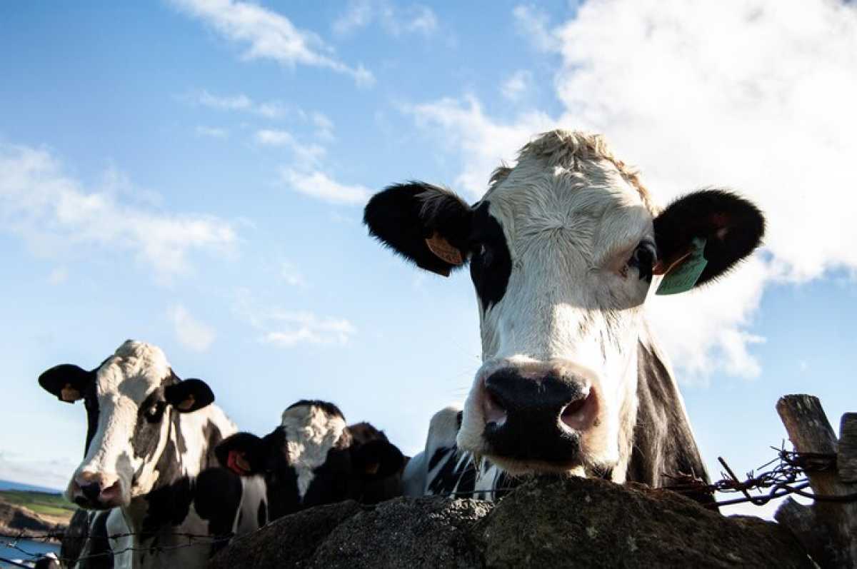 В Акмолинской области украли скот на 64 млн тг