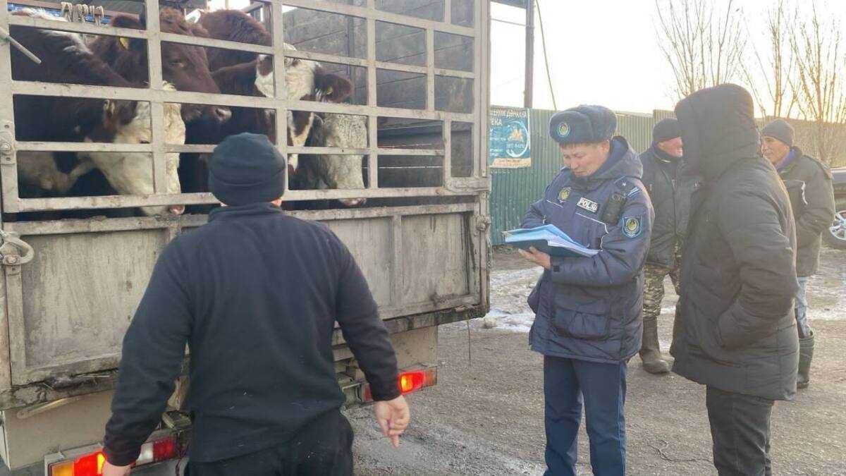 Племенных коров похитили в Актюбинской области