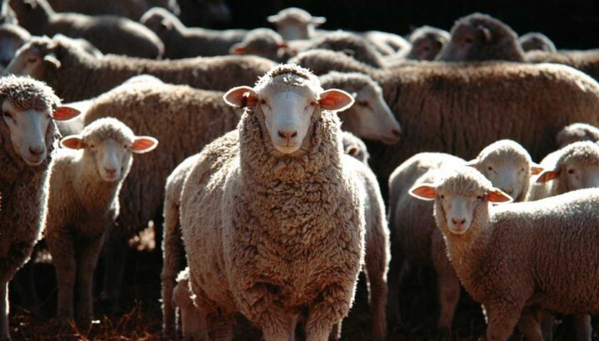 Пропавших овец на 36 млн тг нашёл участковый в ЗКО