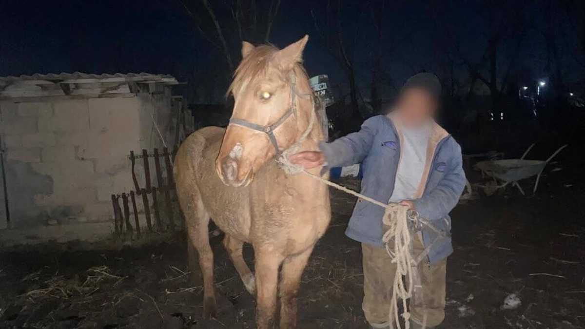 В Жетысуской области мужчина, выкрав лошадь у односельчанина, активно «помогал» в её поисках