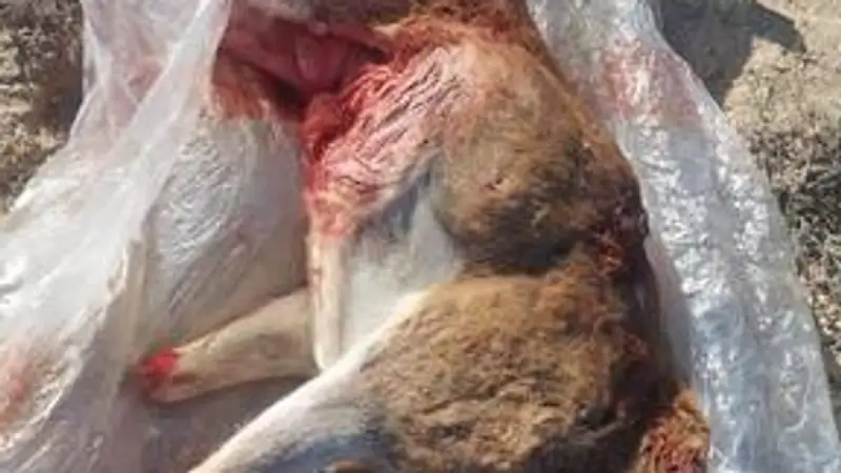 Краснокнижного архара застрелили в природном заказнике в Мангистауской области