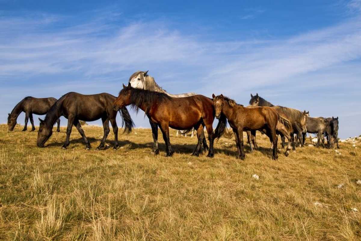 Родственники инспекторов незаконно пасли 700 лошадей в заповеднике в Акмолинской области