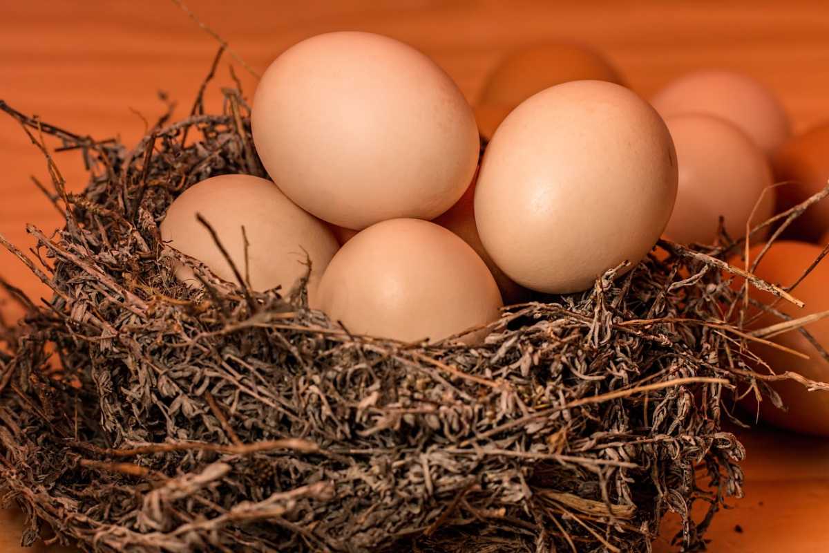 Сколько раз в неделю можно есть яйца