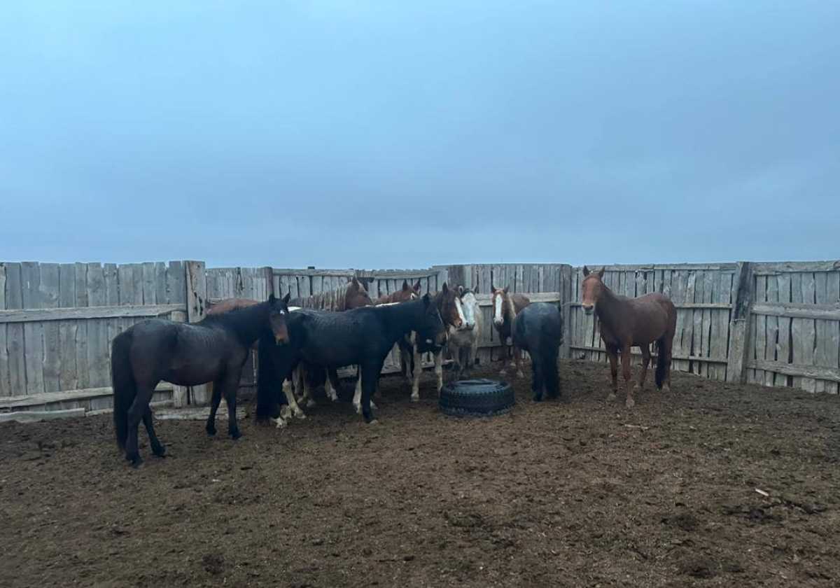 Лошадей на 5 млн тг угнал скотокрад в ЗКО