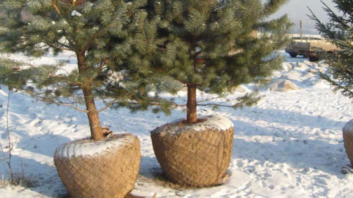 Посадка деревьев в мороз вызвала спор среди жителей Актобе