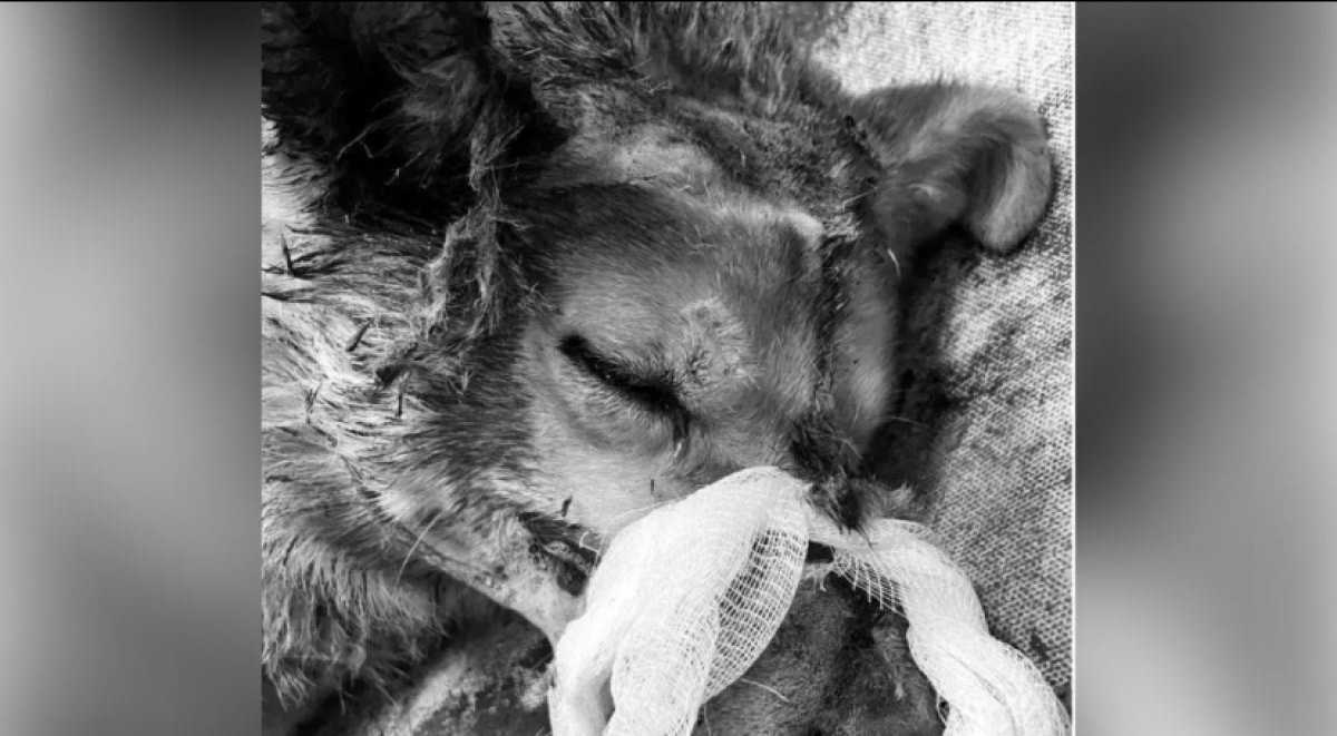 Житель Усть-Каменогорска избежал наказания за жестокое убийство собаки
