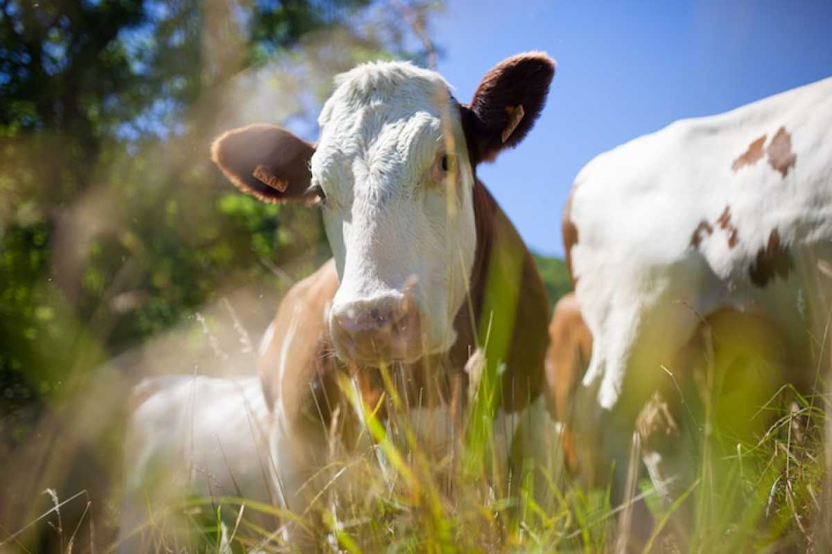 Пропавший скот на 2 млн тг вернули владельцу в Акмолинской области