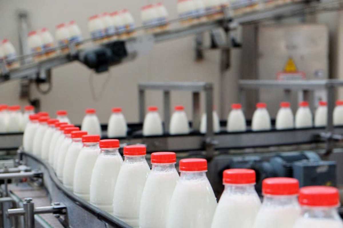 В Шымкенте за счет животноводства развивается мясно-молочное производство