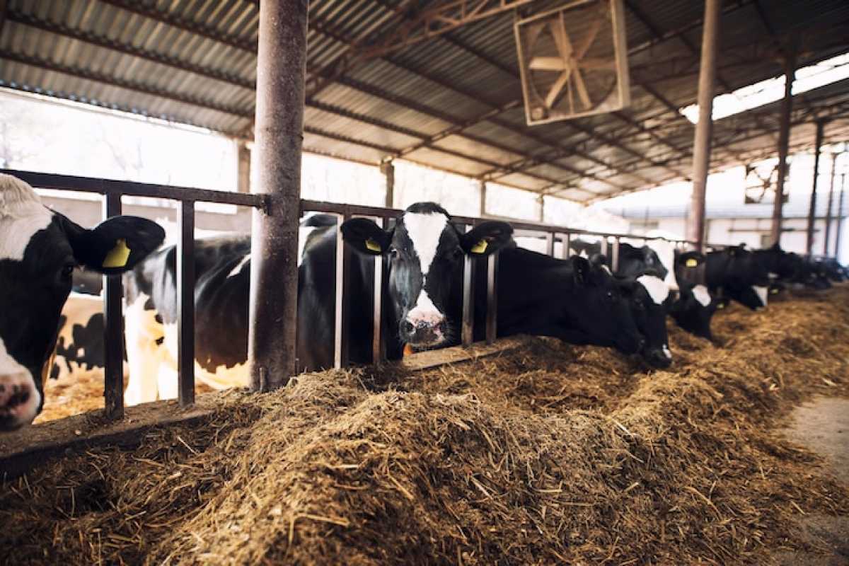 Вспышку бешенства у коров зафиксировали в Карагандинской области