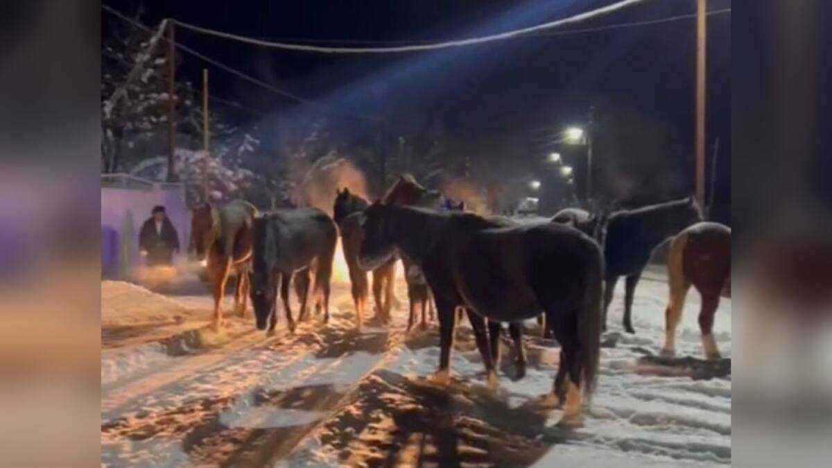 8 человек погибли: 21 ДТП произошло в Жамбылской области из-за безнадзорного скота